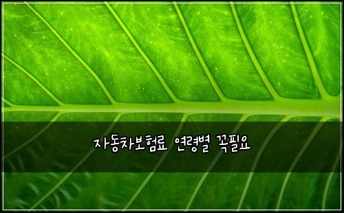 자동차보험료 연령별 꼭필요