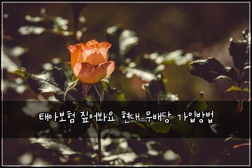 태아보험 짚어봐요  현대 무배당 가입방법