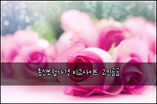 종신보험가격 비교사이트 고민곰곰