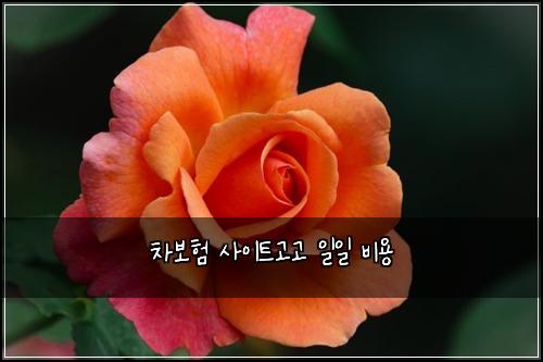 차보험 사이트고고  일일 비용