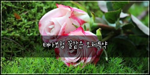ํ์๋ณดํ ๊ฟ๊ฐ์ ๋ชจ์ฒดํน์ฝ