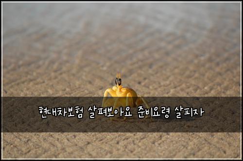 ํ๋์ฐจ๋ณดํ ์ดํด๋ณด์์ ์ค๋น์๋ น ์ดํผ์