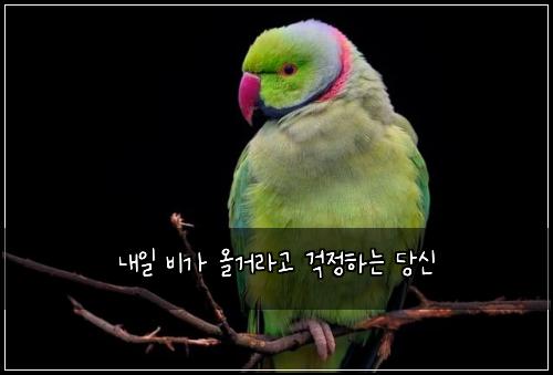 내일 비가 올거라고 걱정하는 당신
