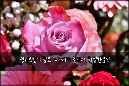 정기보험이 필요 자세히 올리지 확실한분석