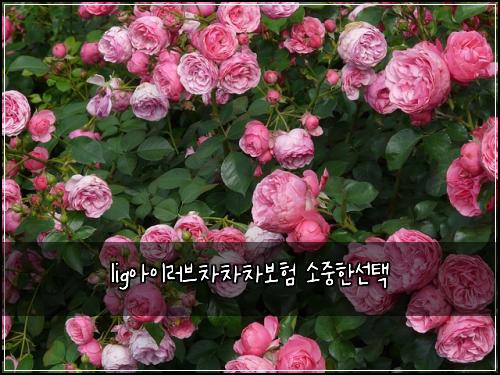 lig์์ด๋ฌ๋ธ์ฐจ์ฐจ์ฐจ๋ณดํ ์์คํ์ ํ