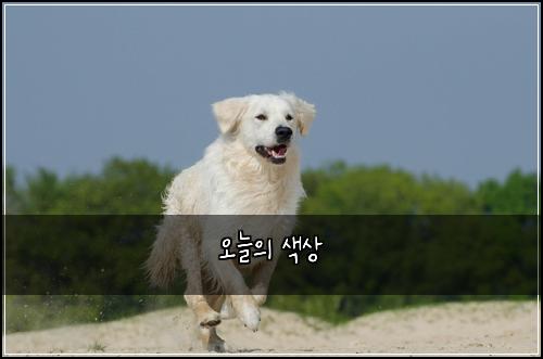 오늘의 색상
