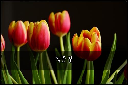 작은 빛