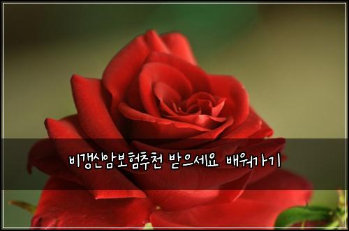 비갱신암보험추천 받으세요 배워가기