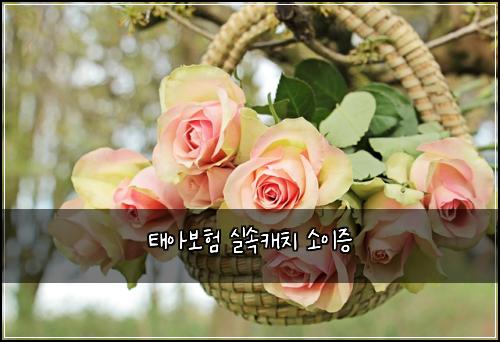 태아보험 실속캐치  소이증