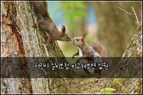 ์ด๋ฆฐ์ด ์ค๋น๋ณดํ ๋น๊ตํด๋ณด๋ฉด ์
์