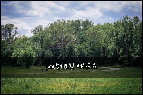 pca정기보험 배워둬요 