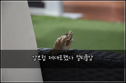 암보험 제대로했다  멀티플암