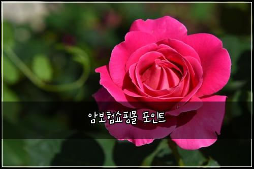 ์๋ณดํ์ผํ๋ชฐ ํฌ์ธํธ