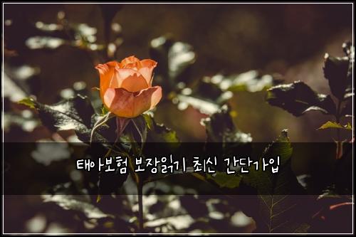 ํ์๋ณดํ ๋ณด์ฅ์ฝ๊ธฐ ์ต์ ๊ฐ๋จ๊ฐ์