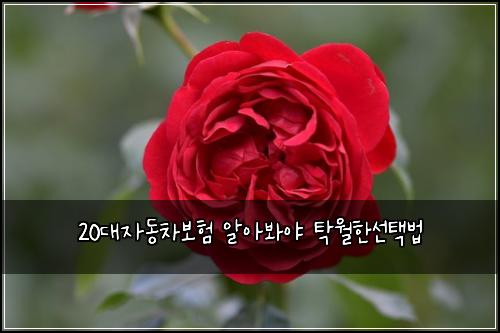20대자동차보험 알아봐야  탁월한선택법