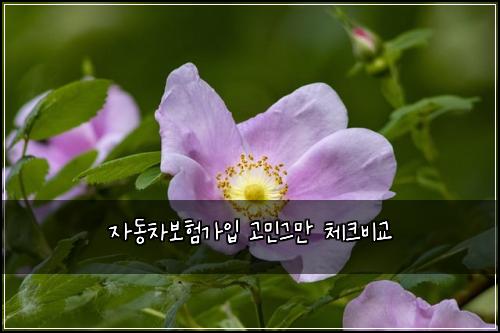 ์๋์ฐจ๋ณดํ๊ฐ์
๊ณ ๋ฏผ๊ทธ๋ง ์ฒดํฌ๋น๊ต