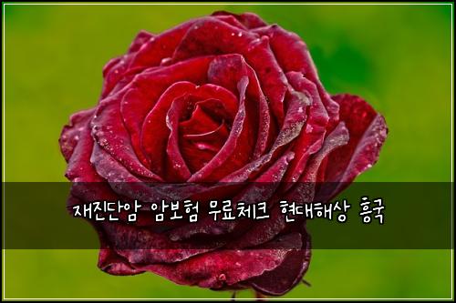 재진단암 암보험 무료체크  현대해상 흥국