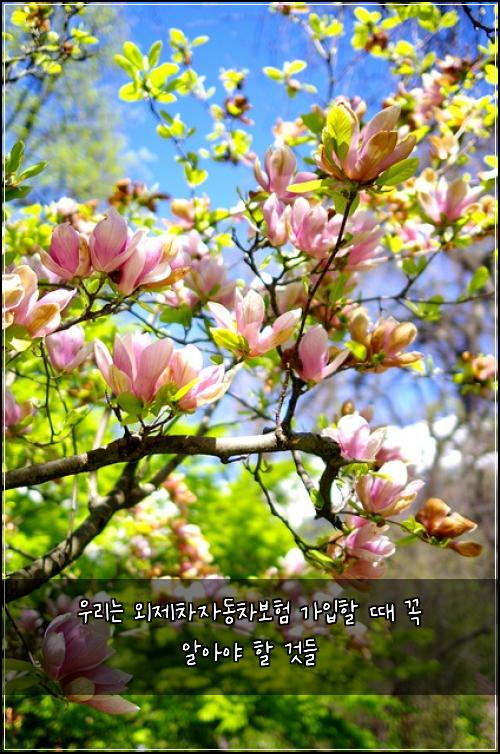 우리는 외제차자동차보험 가입할 때 꼭 알아야 할 것들