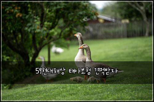 59현대해상 태아보험 견적받자 