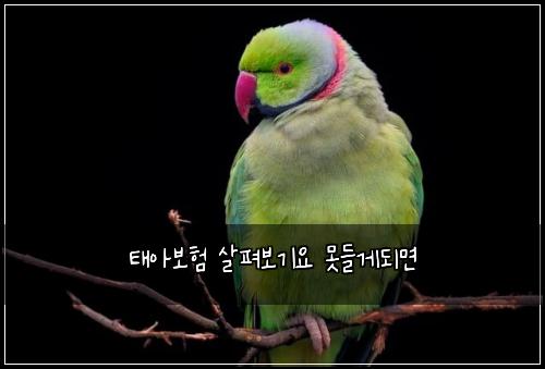 태아보험 살펴보기요  못들게되면