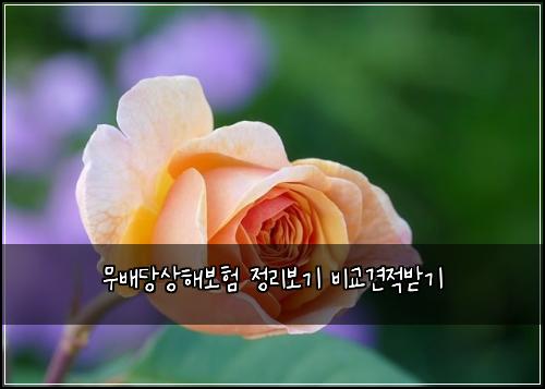๋ฌด๋ฐฐ๋น์ํด๋ณดํ ์ ๋ฆฌ๋ณด๊ธฐ ๋น๊ต๊ฒฌ์ ๋ฐ๊ธฐ