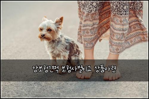 ์๋ณดํ๊ฒฌ์ ๋ณดํ์ฌ๋ณ๋น๊ต ์ํ๋ง๋ จ