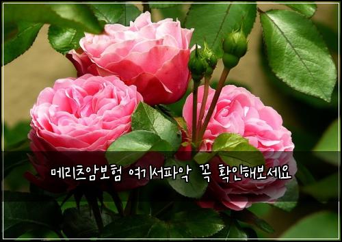 메리츠암보험 여기서파악  꼭 확인해보세요