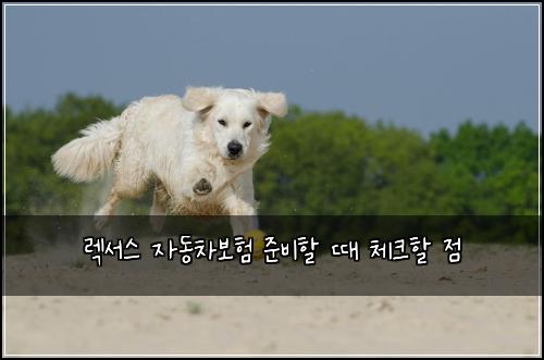 렉서스 자동차보험 준비할 때 체크할 점