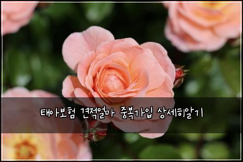 ํ์๋ณดํ ๊ฒฌ์ ์ผ๋ง ์ค๋ณต๊ฐ์
์์ธํ์๊ธฐ