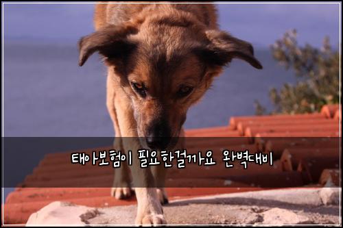 νμ보νμ΄ νμνκ±ΈκΉμ μλ²½λλΉ