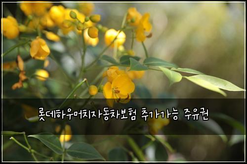 ๋กฏ๋ฐํ์ฐ๋จธ์น์๋์ฐจ๋ณดํ ์ถ๊ฐ๊ฐ๋ฅ ์ฃผ์ ๊ถ
