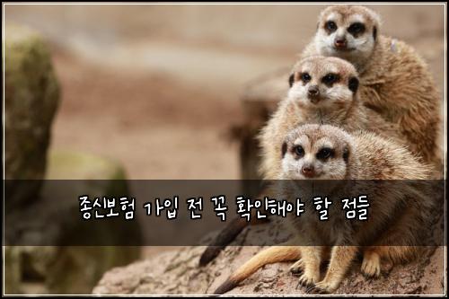 종신보험 가입 전 꼭 확인해야 할 점들