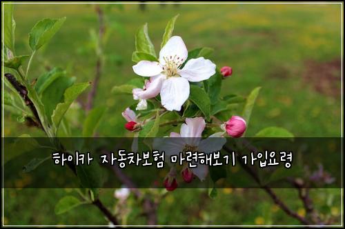 νμ΄μΉ΄ μλ차보ν λ§λ ¨ν΄λ³΄κΈ° κ°μ
μλ Ή