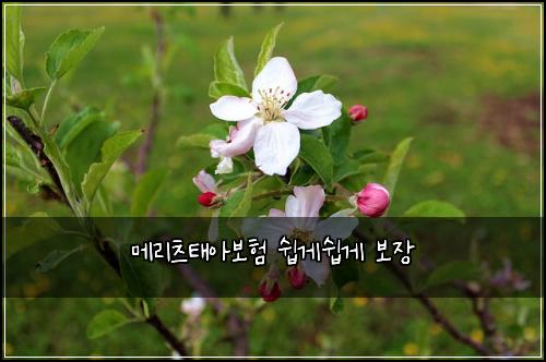 ๋ฉ๋ฆฌ์ธ ํ์๋ณดํ ์ฝ๊ฒ์ฝ๊ฒ ๋ณด์ฅ