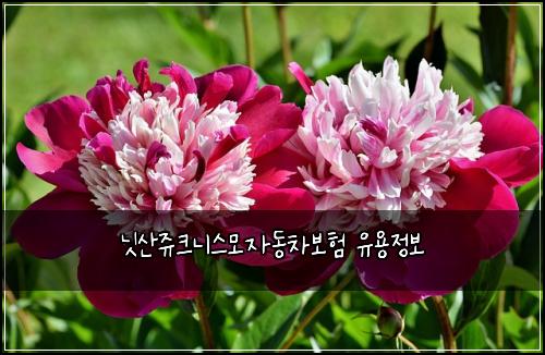 ๋์ฐ์ฅฌํฌ๋์ค๋ชจ์๋์ฐจ๋ณดํ ์ ์ฉ์ ๋ณด