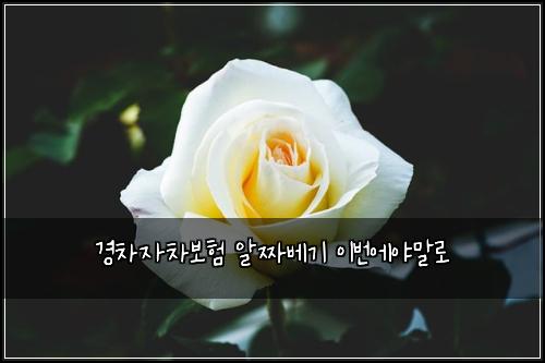 경차자차보험 알짜베기  이번에야말로