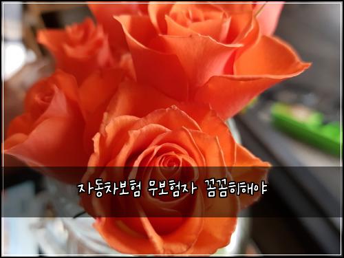 ์๋์ฐจ๋ณดํ ๋ฌด๋ณดํ์ ๊ผผ๊ผผํํด์ผ