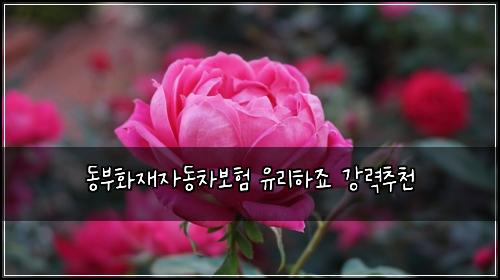 ๋๋ถํ์ฌ์๋์ฐจ๋ณดํ ์ ๋ฆฌํ์ฃ ๊ฐ๋ ฅ์ถ์ฒ