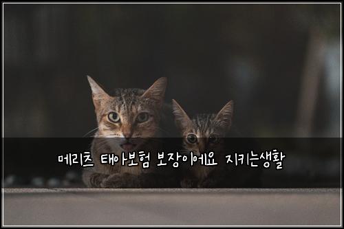 ๋ฉ๋ฆฌ์ธ ํ์๋ณดํ ๋ณด์ฅ์ด์์ ์งํค๋์ํ
