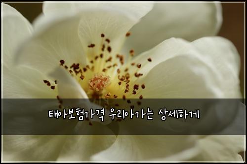ํ์๋ณดํ๊ฐ๊ฒฉ ์ฐ๋ฆฌ์๊ฐ๋ ์์ธํ๊ฒ