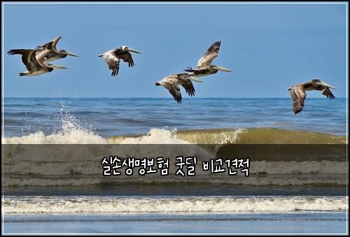실손생명보험 굿딜  비교견적