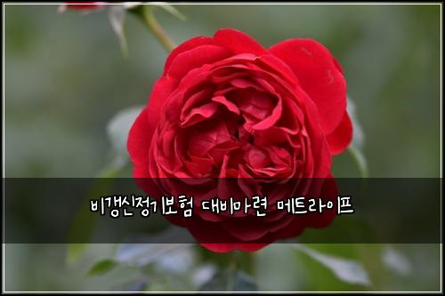 비갱신정기보험 대비마련  메트라이프