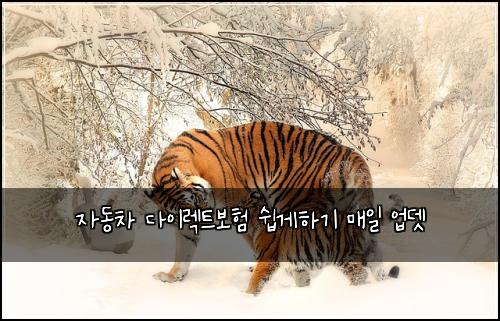 자동차 다이렉트보험 쉽게하기  매일 업뎃