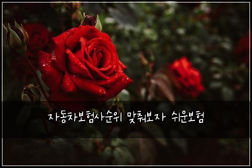 μλ차보νμ¬μμ λ§μΆ°λ³΄μ μ¬μ΄λ³΄ν