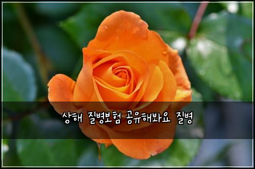 ์ํด ์ง๋ณ๋ณดํ ๊ณต์ ํด๋ด์ ์ง๋ณ